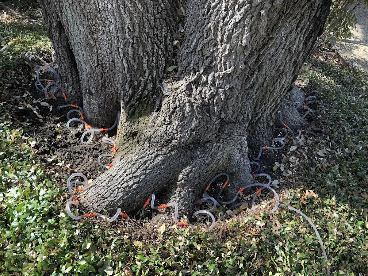 Detailed Tree Cabling and Bracing job site in Sandy Spring